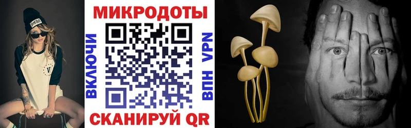 Псилоцибиновые грибы Psilocybine cubensis  Апатиты 